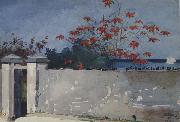 Winslow Homer A Wall,Nassau (mk44) France oil painting reproduction